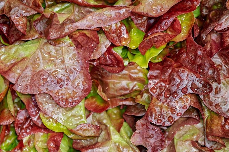 Preparing Salad